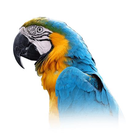 Smartestparrots.com