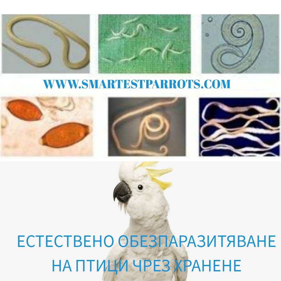 Естествено обезпаразитяване на птици чрез хранене